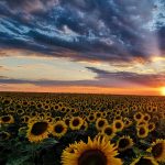 Ayçiçek Tarlasından Kötü Haber: Zam Yolda