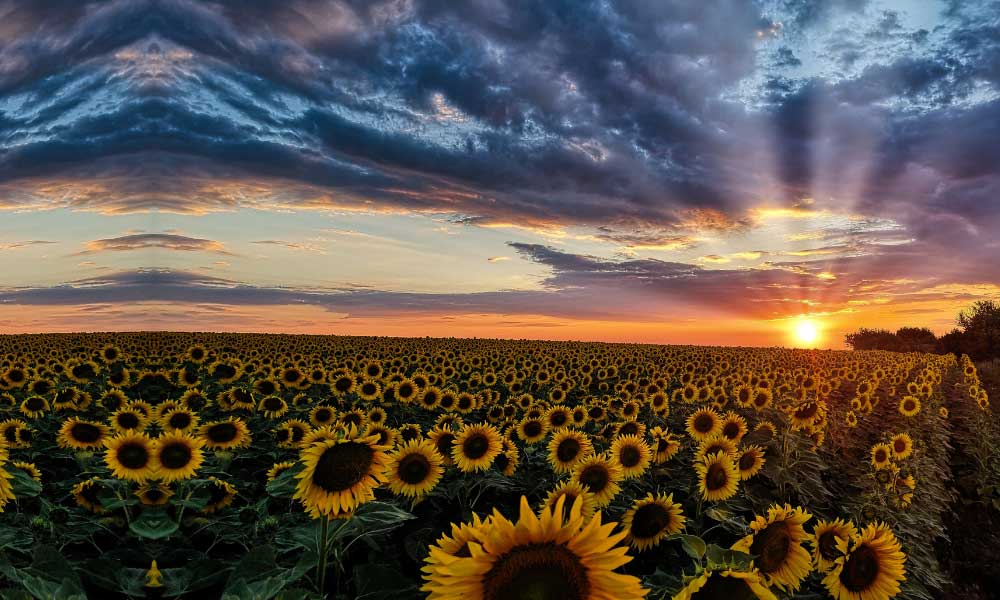 Ayçiçek Tarlasından Kötü Haber: Zam Yolda