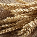 Buğday Fiyatları Rusya-Ukrayna Gerilimiyle Yüzde 2 Sıçradı