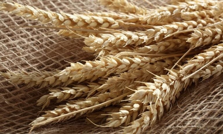 Buğday Fiyatları Rusya-Ukrayna Gerilimiyle Yüzde 2 Sıçradı