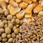 Buğday Fiyatları Ukrayna’daki Liman Saldırısıyla Fırladı