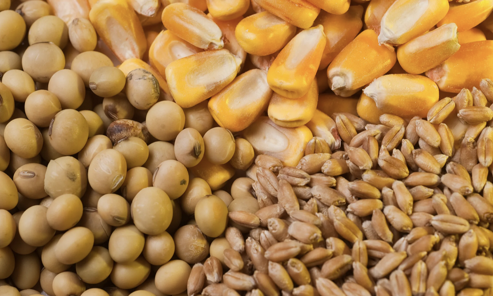 Buğday Fiyatları Ukrayna’daki Liman Saldırısıyla Fırladı