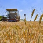 Çin, Tahıl Anlaşmasının Durdurulmasıyla Çıkan Sorunları Çözebilir