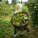 Fındık Üreticilerine Müjde! Fiyatlar Yükselebilir