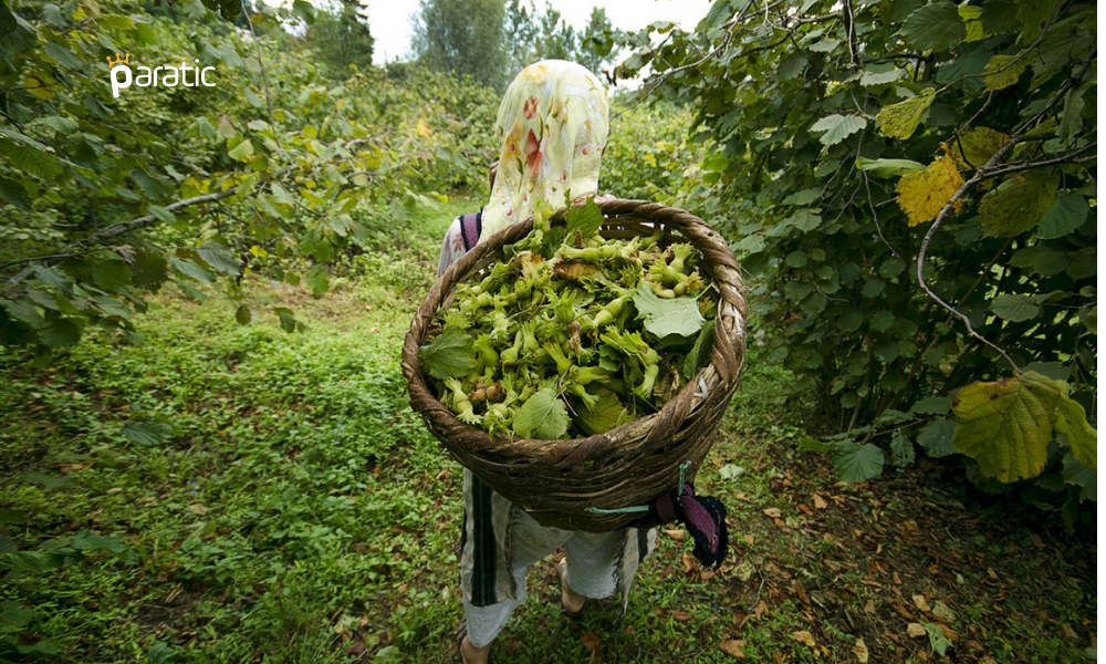 Fındık Üreticilerine Müjde! Fiyatlar Yükselebilir