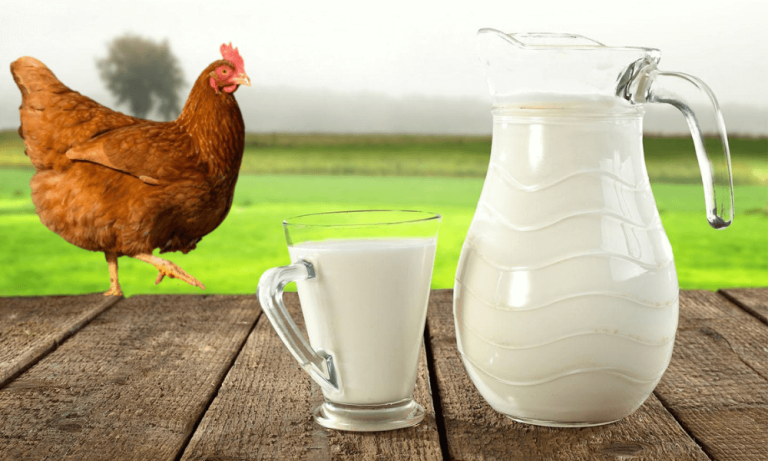 Haziran’da Tavuk Eti ve Süt Üretiminde Düşüş Oldu