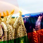Hindistan, Rusya’dan İndirimli Fiyatla Buğday Almayı Değerlendiriyor