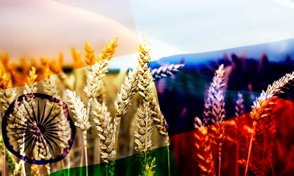 Hindistan, Rusya’dan İndirimli Fiyatla Buğday Almayı Değerlendiriyor