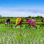 Hindistan’ın Pirinç İhracatı Yasağı Milyonları Etkileyecek