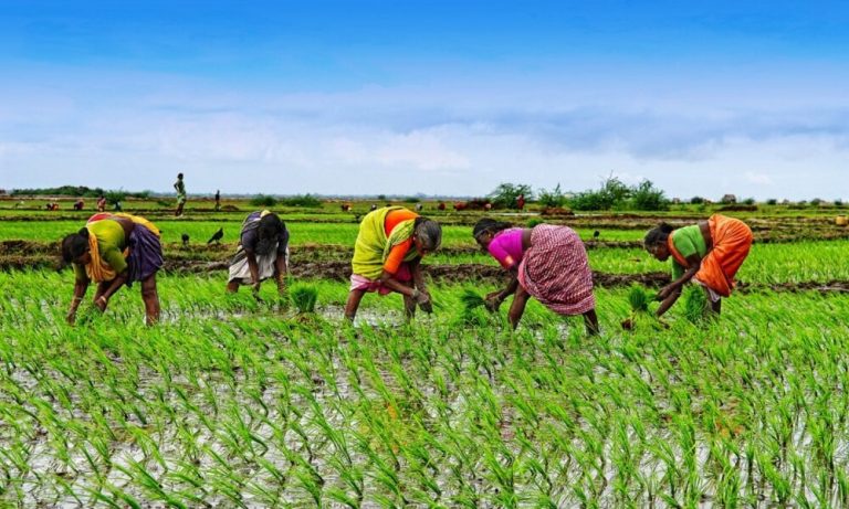 Hindistan’ın Pirinç İhracatı Yasağı Milyonları Etkileyecek