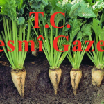 Şeker Kotaları Belirlendi! Karar Resmi Gazete’de Yayımlandı