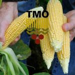 TMO 2023 Sezonu Mısır Alım Fiyatını Açıkladı