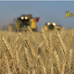 TMO İskilip’te 26 Bin Ton Hububat Alımı Yapıldı