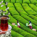 Türkiye’ye Çay Yılın İlk 7 Ayında Milyonlarca Dolar Kazandırdı