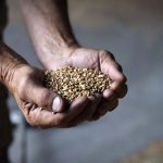 Polonya, Macaristan ve Slovakya: Ukrayna Tahıl Ambargosu Sürecek