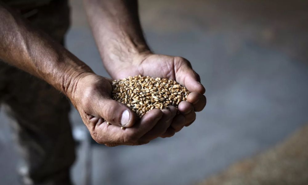 Polonya, Macaristan ve Slovakya: Ukrayna Tahıl Ambargosu Sürecek