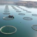 Bolat Açıkladı: Su ürünleri İhracatı 1 Milyar Doları Aştı