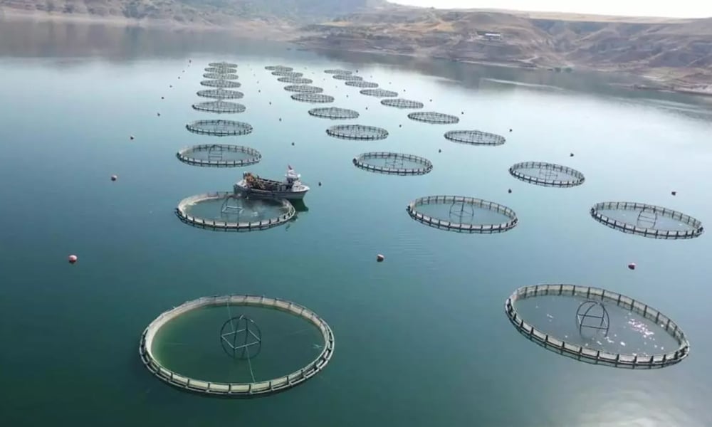 Bolat Açıkladı: Su ürünleri İhracatı 1 Milyar Doları Aştı