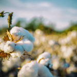 Çiftçiler Pamukta Fiyat Beklentisini Açıkladı