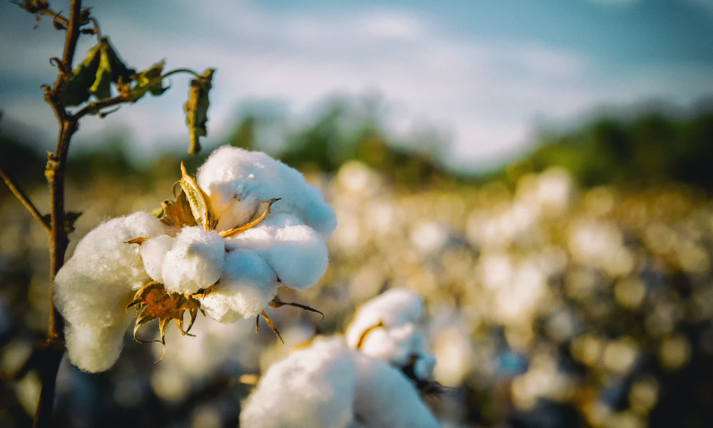Çiftçiler Pamukta Fiyat Beklentisini Açıkladı