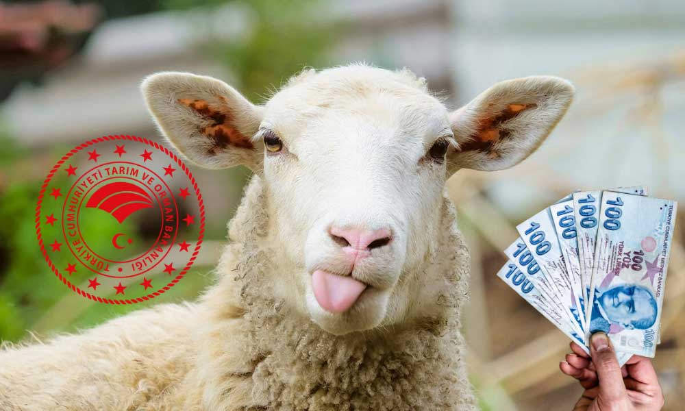 Tarım ve Orman Bakanlığı Yöresel Hayvancılığı Destekliyor