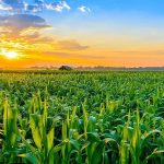 Tarımsal Üretimin Planlanması Kurulu Oluşturuluyor