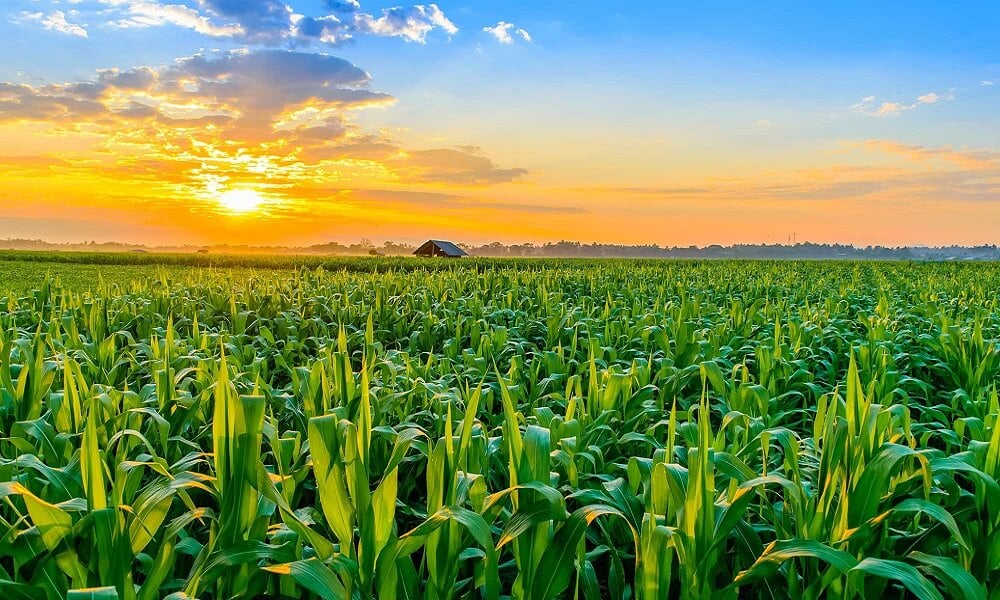 Tarımsal Üretimin Planlanması Kurulu Oluşturuluyor