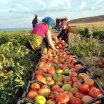 Üretici Enflasyonu Ağustos’ta Yıllık Yüzde 50’ye Dayandı