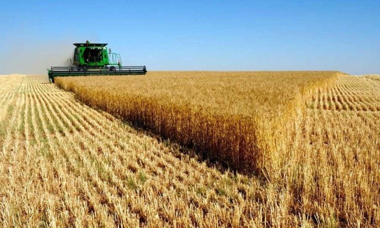 Türkiye’nin Buğday ve Arpa Üretimi Beklentileri Karşıladı