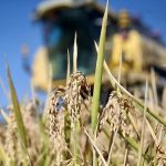 Yumaklı: Çiftçilere 29 Milyon TL Tarımsal Destek Ödemesi Yapıldı