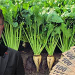 Çiftçiler Dört Gözle Bekliyordu: Şeker Pancarı Alım Fiyatı Açıklandı