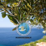 Üreticilere Müjde: 500 Milyon Lirayı Aşkın Ödeme Yapılacak