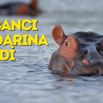 Yüzde 100 Kâr Getiren GYO Yabancı Radarına Girdi