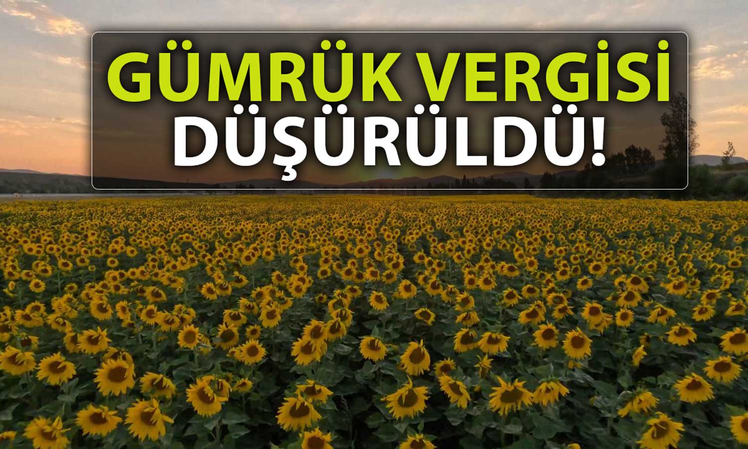 Ayçiçek Tohumu ve Yağı İthalatına Yönelik Yeni Düzenleme