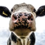 Bakanlık Duyurdu: 600 Bin Sığır Türkiye’ye Geliyor