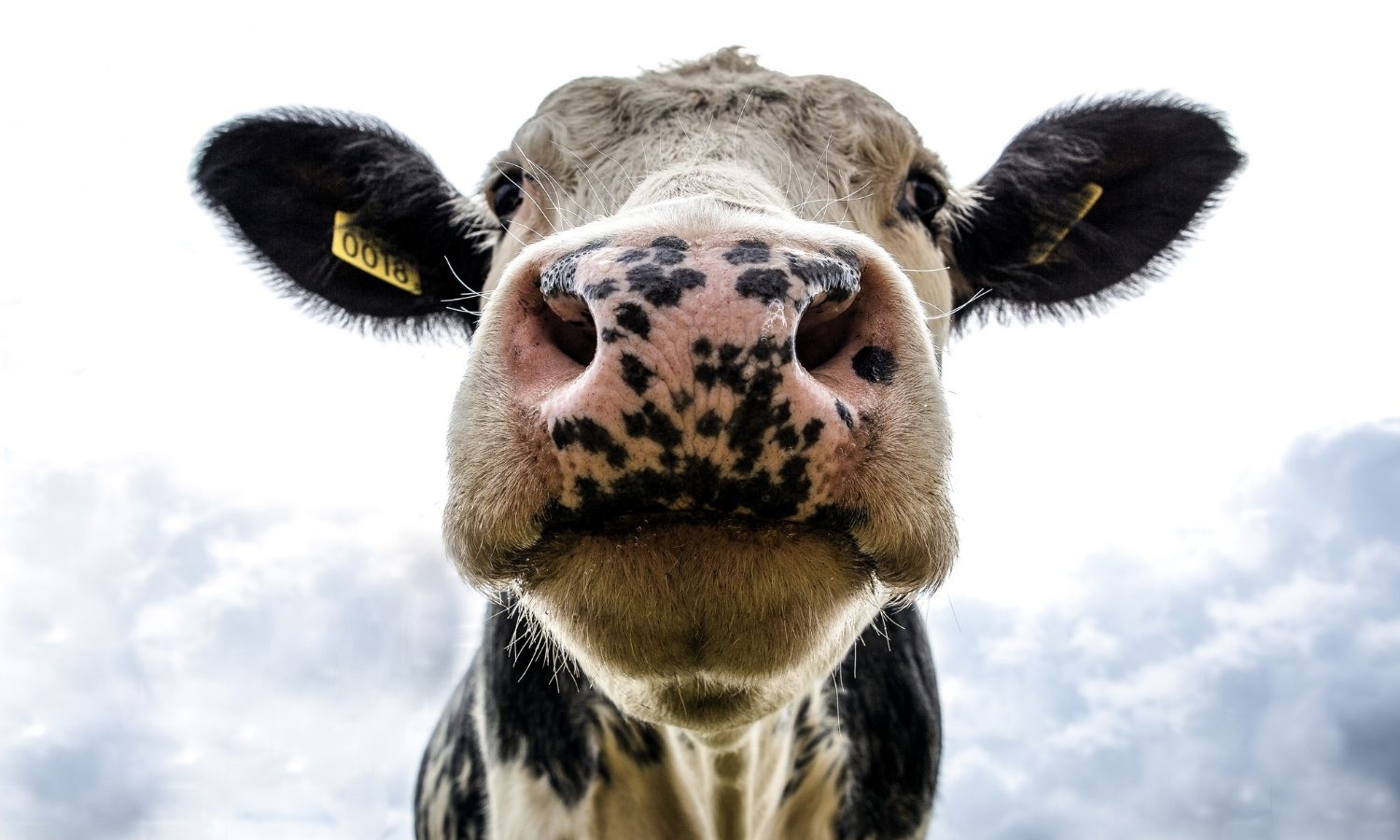 Bakanlık Duyurdu: 600 Bin Sığır Türkiye’ye Geliyor