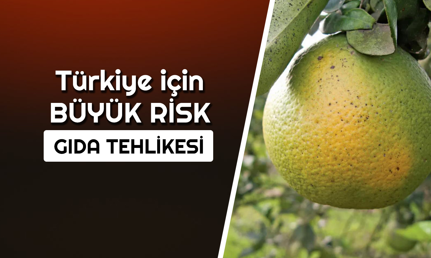 Gıdada Tehlike Baş Gösterdi: Milyonlarca Kişi Etkilenebilir