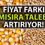 Buğday ile Mısır Arasındaki Fiyat Farkı İki Yılın Zirvesinde