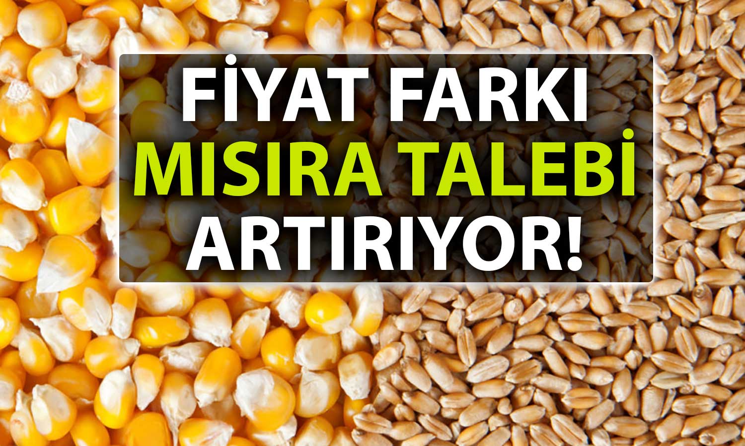 Buğday ile Mısır Arasındaki Fiyat Farkı İki Yılın Zirvesinde