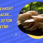 Hisseleri Düşen Holding Duyurdu: İlk Hasat Ekim’de