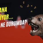 Yüzde 240 Kazandıran Hissede Tedbir Şoku: Devre Kesti