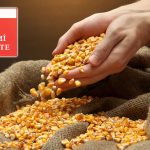 Mısır İthalatına Kota Geldi: Yıl Sonuna Kadar Geçerli Olacak