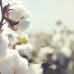 DCT Trading (DCTTR) ciroya katkı sağlayacak pamuk satışı yaptı