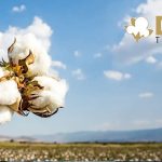 DCT Trading (DCTTR) temettü kararını revize etti