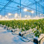 DCT Trading (DCTTR) topraksız tarıma yatırım yapıyor