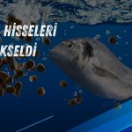 Özsu Balık (OZSUB): Su ürünleri belgesi için süreç tamamlandı