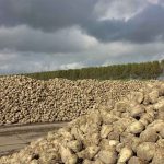 Kütahya Şeker (KTSKR) kampanya dahilinde işlenen pancarı açıkladı