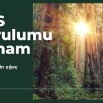 Kütahya Porselen (KUTPO) GES ile yılda 150 bin ağacı kurtardı