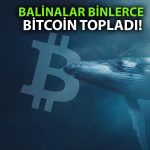 Bitcoin balinaları düşüşü fırsata çevirdi: 200 bin BTC aldılar