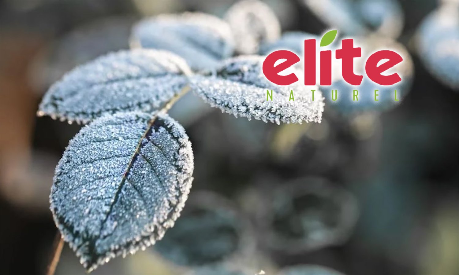 Elite Naturel’den zirai don açıklaması: Tedarik zinciri güvende